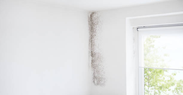 Best Forensic Mold Investigation  in Rio Vista, CA
