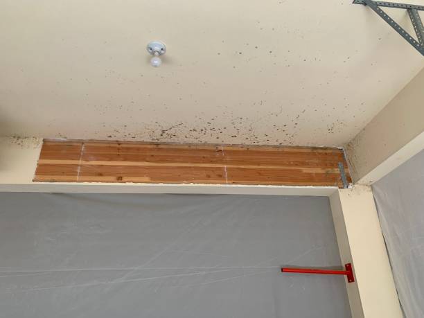 Best Residential Mold Inspection & Testing  in Rio Vista, CA
