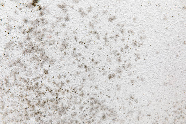Reliable Rio Vista, CA Mold Removal Solutions