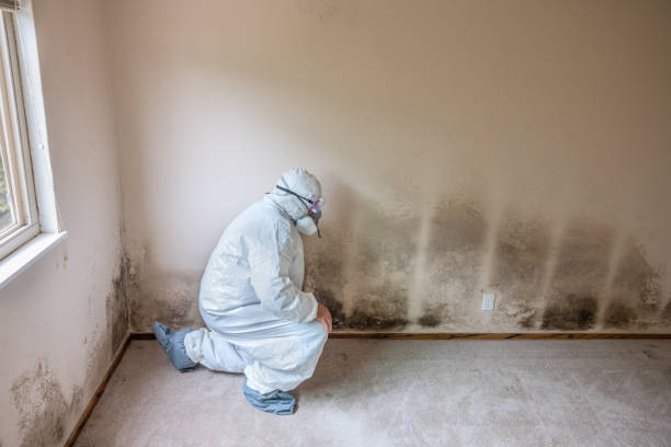 Best Basement Mold Removal  in Rio Vista, CA