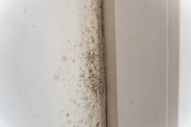 Best Attic Mold Removal  in Rio Vista, CA