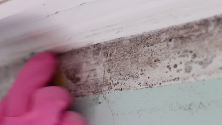 Best Crawl Space Mold Remediation  in Rio Vista, CA